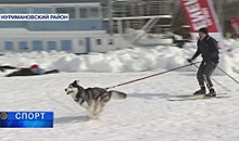 Езда на собачьих упряжках и лыжные гонки прошли на фестивале «Павловская лыжня»