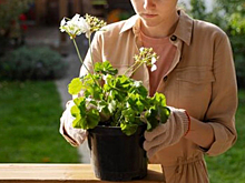 Штрафы с неба: за российскими дачниками будут следить дроны