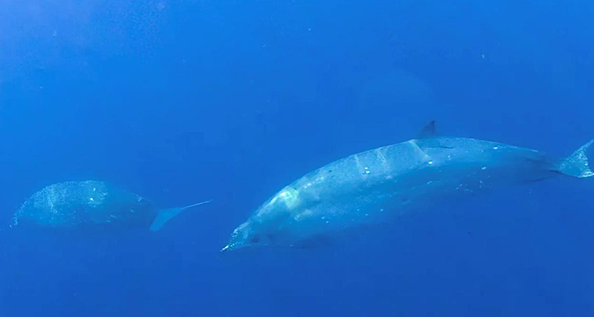 В водах Мексики найден новый вид китообразных