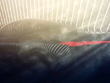 Компания Infiniti откроет новую производственную площадку для сборки электрокаров в США