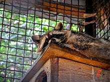 Россельхознадзор потребовал закрыть приют для енотов в Магнитогорске