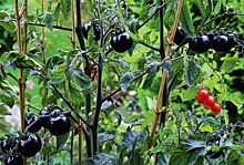 Какого цвета черные томаты: обзор сортов
