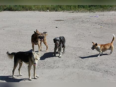 Администрация Читы отчиталась об отлове безнадзорных собак