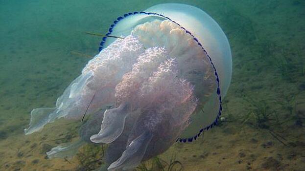 Опасных медуз обнаружили туристы на берегу Азовского моря