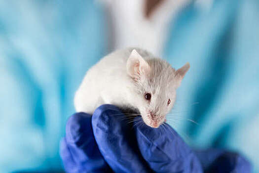 Daily Mail: электростимуляция мозга предотвратила развитие деменции у мышей