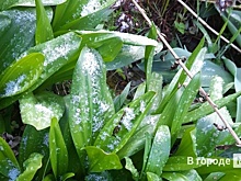 До 5 см снега может выпасть в Нижегородской области в День Победы