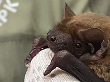 Летучую мышь по кличке Пуговка спасли в Москве