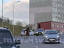 Во Владивостоке на видео попало, как испуганная лошадь игнорировала ПДД