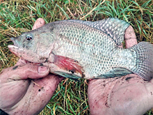 Африканскую рыбку поймал и съел житель Академгородка
