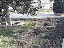 В Саках на городской площади выкопали деревья