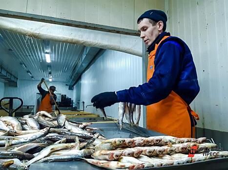 В Надыме откроется рыбоперерабатывающий цех