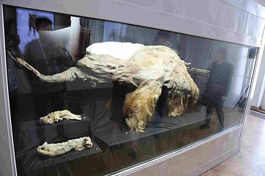 Якутия показал мамонтенка Юку на выставке-форуме "Россия"