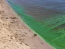 Гидрогеолог назвал главную экологическую проблему в Югре: «Не выживает икра и рыба»