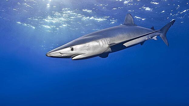 В Австралии рыбак вытащил из акулы почти сто детенышей