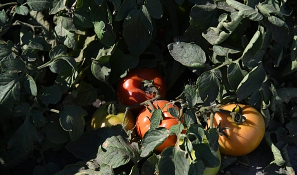 Названы два необычных способа выращивания рассады помидоров