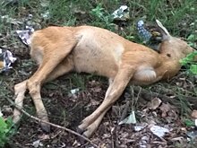 Мертвая косуля сутки пролежала возле школы в Дзержинске