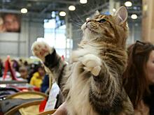 Про животных и людей: телеканал НТВ готов ответить на вопрос «Кто в доме хозяин?»