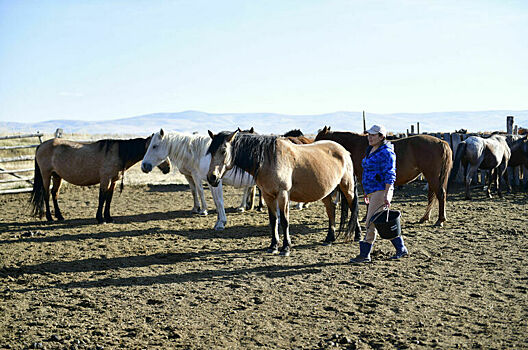 Кабмин предлагает снизить штрафы за неправильное хранение навоза
