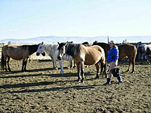 Кабмин предлагает снизить штрафы за неправильное хранение навоза