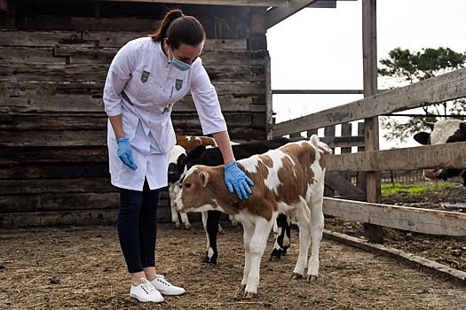 Ставропольские ученые разработали альтернативу применению антибиотиков в животноводстве