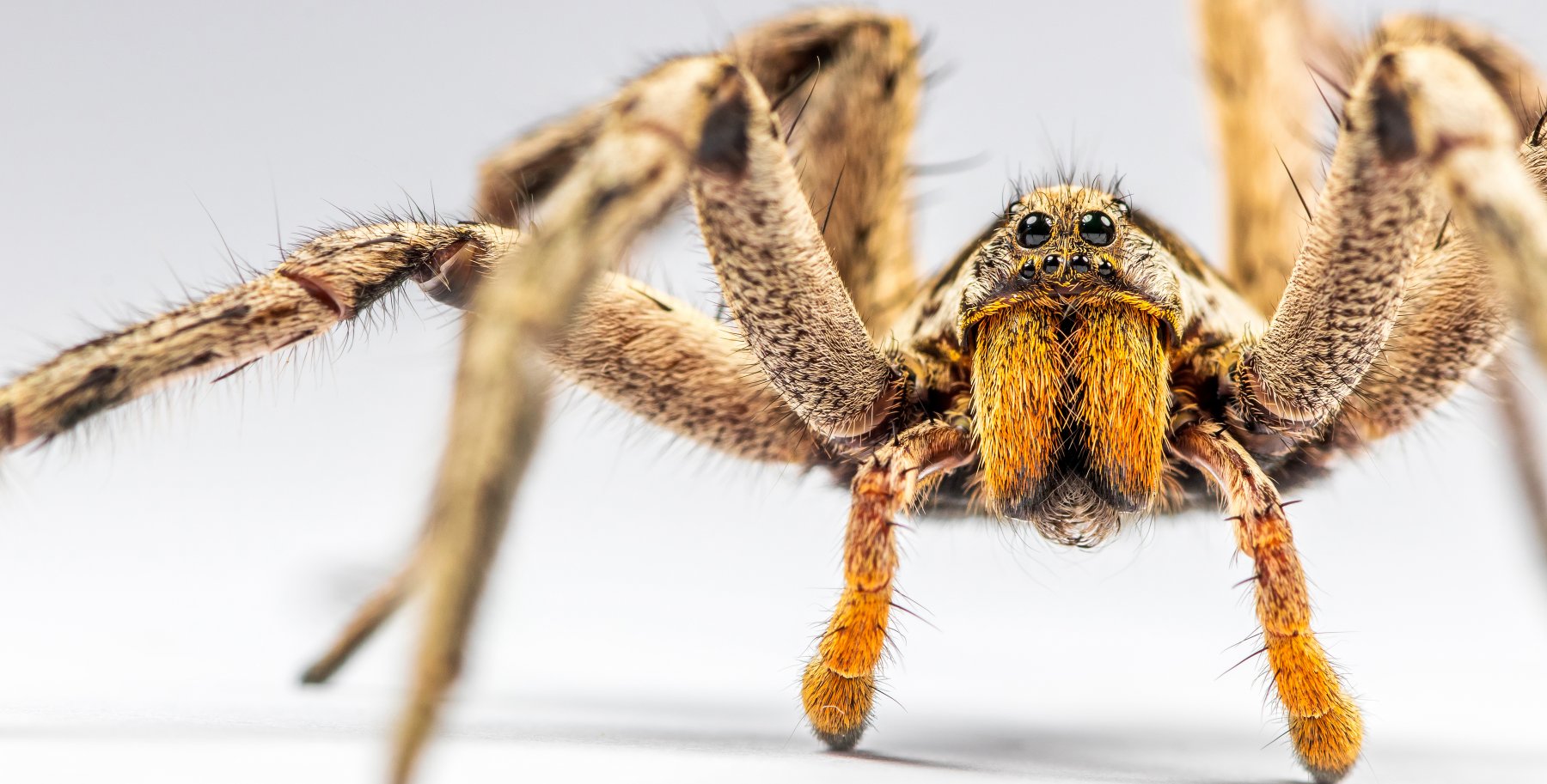Огромные пауки-осы атаковали Подмосковье: стоит ли их бояться
