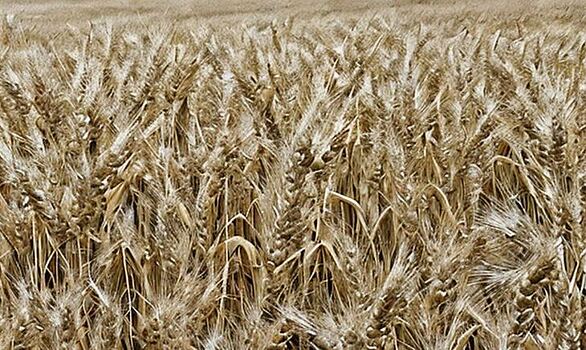 Новую фунгицидную композицию для борьбы с паршой пшеницы разрешили для выпуска в Китае