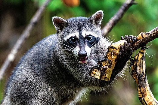 Францию атакуют еноты: зверьки пожирают посевы и устраивают погромы в домах