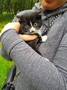 В Светлогорске пригнали автовышку для спасения котёнка с дерева (фото, видео)