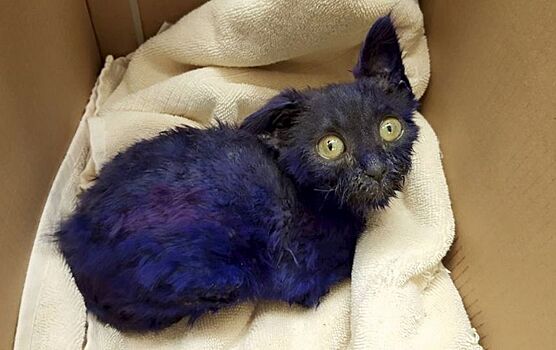 Спасенный в США фиолетовый котенок нашел друга