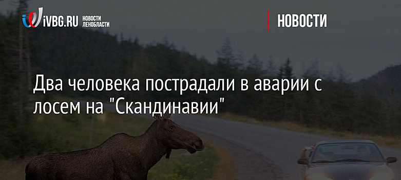 Два человека пострадали в аварии с лосем на "Скандинавии"