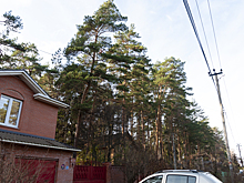 Леонид Неганов проверил выполнение работ по расчистке охранных зон ЛЭП в Раменском районе Подмосковья