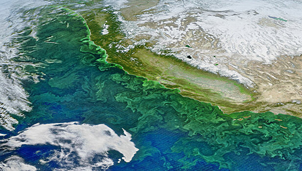 Ученые раскрыли корни эпидемии "зомби-водорослей" у берегов США