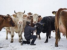 В Удмуртии проведут бесплатную вакцинацию сельхозживотных