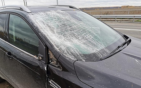 У села Малинищи Рязанской области водитель Ford Kuga сбил лося