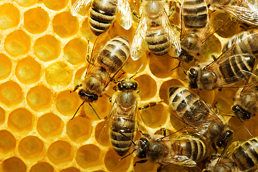 Как лечиться с помощью пчел и меда