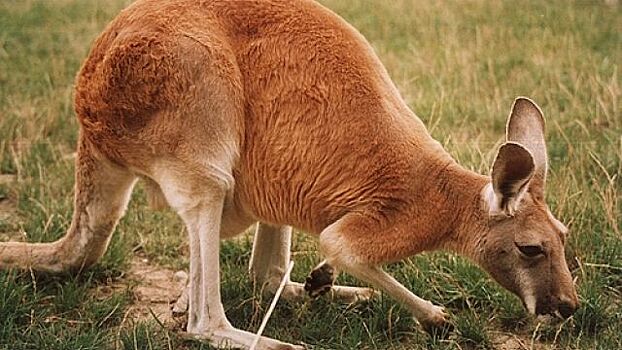 Австралия призвала своих граждан есть больше кенгуру
