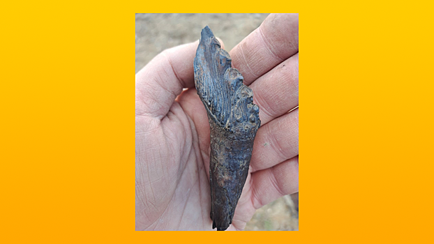 На Урале нашли зуб вымершего хищного кита возрастом 37 миллионов лет