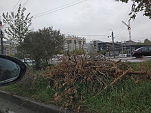В Челябинске продолжают сносить аварийные деревья