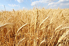 Интервенции помогли стабилизировать цены на зерно и муку