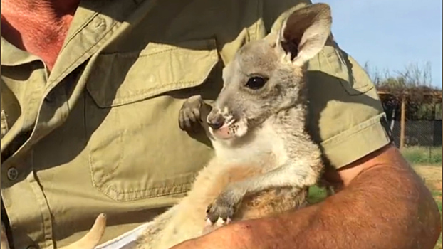Осиротевший детеныш кенгуру очаровательно прыгает в мешок