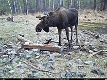Фотоловушка в Сохондинском заповеднике запечатлела лосиху