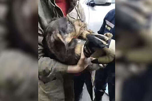 В Москве на видео попала собака, застрявшая под двигателем автомобиля