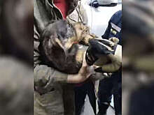 В Москве на видео попала собака, застрявшая под двигателем автомобиля