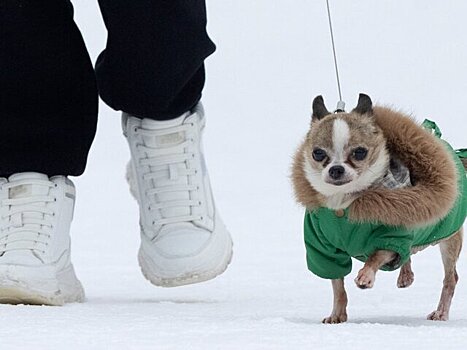Кинолог сообщил, как защитить лапы собак от реагентов зимой