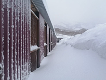 На Камчатке в приюте для собак просят о помощи после снегопада