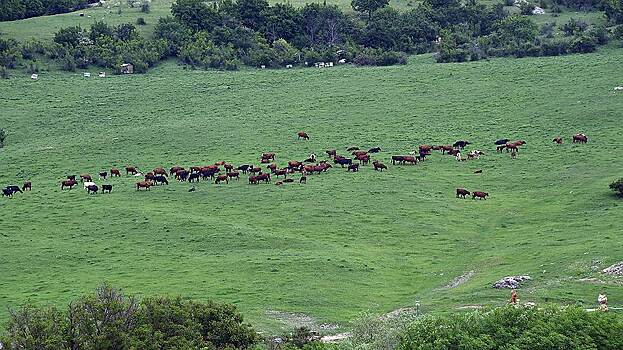 «Мираторг» может купить более 30 тыс. га у НЗК