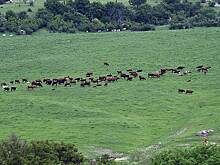 «Мираторг» может купить более 30 тыс. га у НЗК