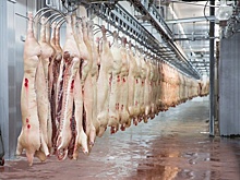 Агрохолдинг «КоПитания» увеличил инвестиции в строительство мясохладобойню под Саратовом