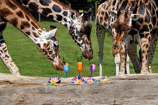 Исследование Rambler&Co: как часто россияне устраивают пикники