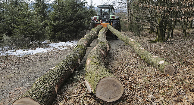 Россия не откажется от экспорта леса в Китай